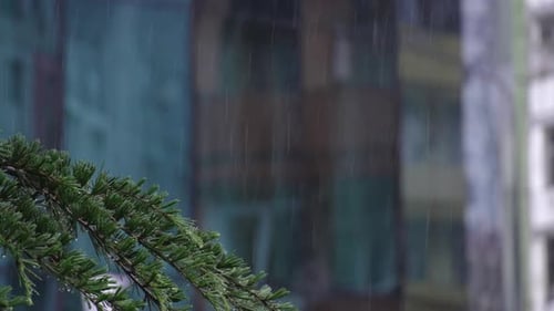 Vue rapprochée d'une branche d'épinette par temps de pluie. Vue depuis l'appartement ou la maison