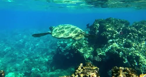 Sea Turtle Swimming in the Ocean, Underwater Coral Reef