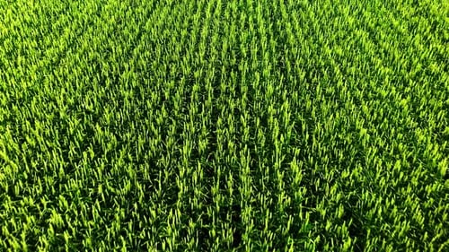 Lush Green Rice Field in Rural Landscape During Late Afternoon Sunlight