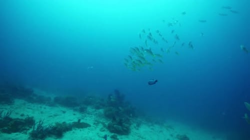 School of Fish Gathers Together Swimming Along Water Surface