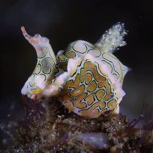 close up view of sea snail on coral reef