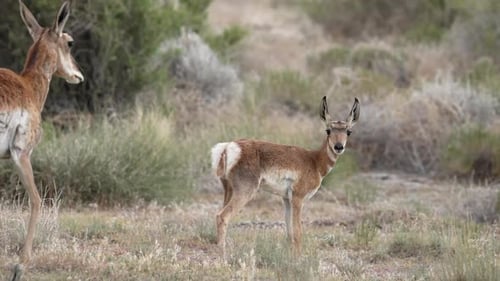 Cervatillo berrendo de pie en el desierto de Utah mientras su madre se acerca