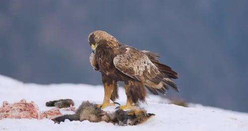 Majestic Golden Eagle in a Stunning Winter Landscape of Telemark Norway