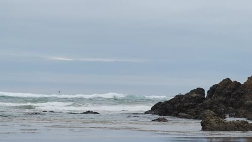 Waves Crashing on Rocky Shore with Single Bird