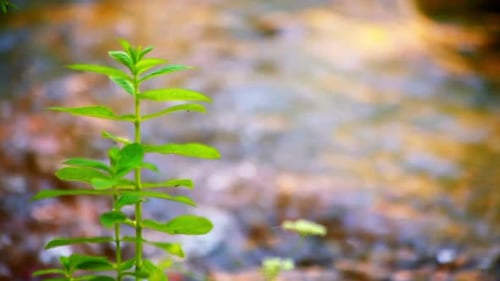 Young Green Stem with Water Flowing on the Background Background