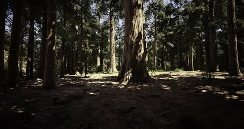 Majestic Trees and Dappled Sunlight Create a Serene Forest Atmosphere
