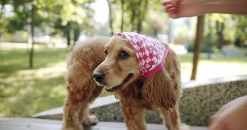 Happy Dog on Summer Time Weekend Picnic