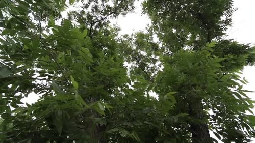 wide-angle closeup shot of a dense tree canopy in the forest