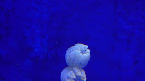 Beautiful Tropical Jellyfish in an Aquarium or Ocean Near