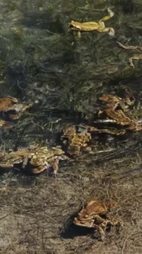 Frogs Swimming in Water Outdoors in Daylight