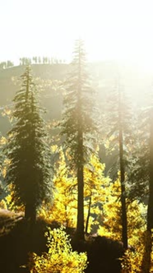 Beautiful Grove of Trees in the Alpine with Wildfire Smoke at Sunset