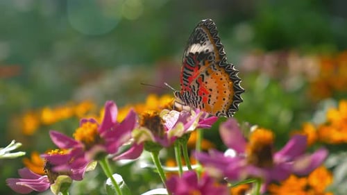 Beautiful Orange Butterfly Perched on Vibrant Pink and Orange Flowers