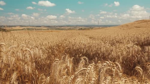 Golden Wheat Field with Wind Turbine