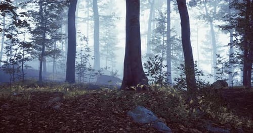 Mysterious Forest Enveloped in Mist and Shadows During Early Morning Light