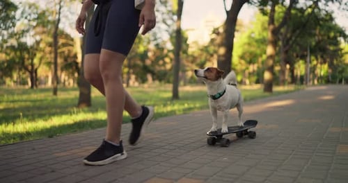 Close Up of a Small White Jack Russell Terrier Riding a Skateboard While Walking with His Owner in a