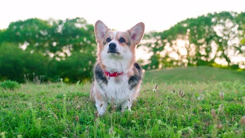 Corgi galés negro de Pembroke