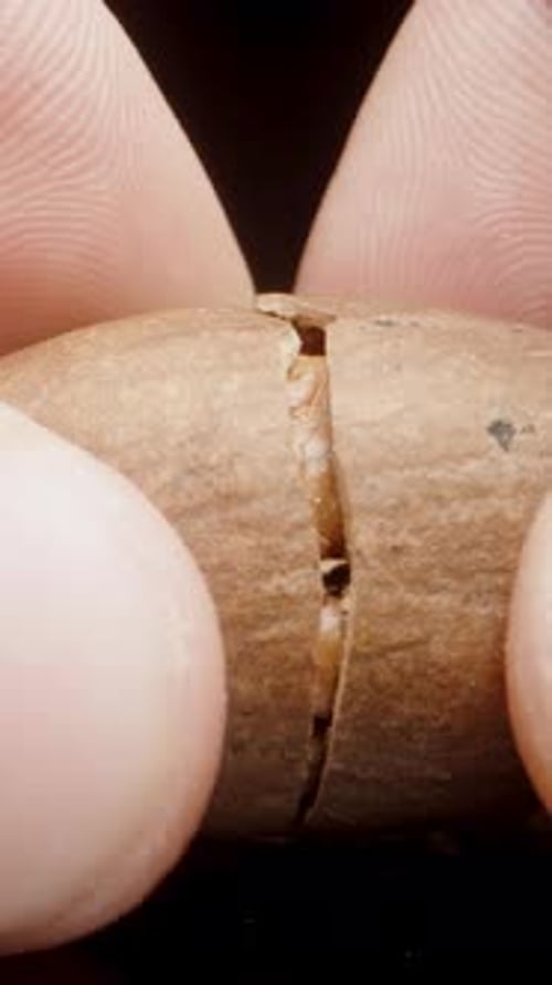 Vertical video. Pecan being cracked into two parts, showcasing the internal texture of the nut.