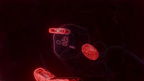 Close-up of Red and White Blood Cells Moving Through Human Artery