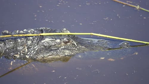 Alligator in Florida Natural Environment Swimming in Wetland Water Reptilian Predator Native to USA