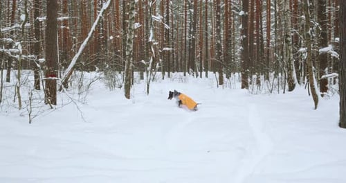 Dachshund Runs Through Snow Covered Winter Forest