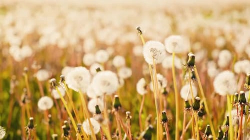Slow Motion Footage Shows Dandelions Swaying Gently in Sunny Meadow Creating Peaceful Scene in