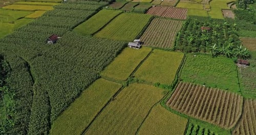 Aerial view of fertile rice field landscape