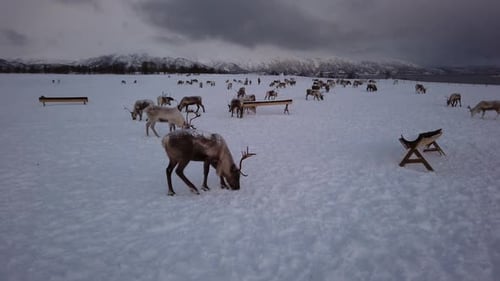 Herd of reindeers looking for food in snow, Tromso region, Northern Norway