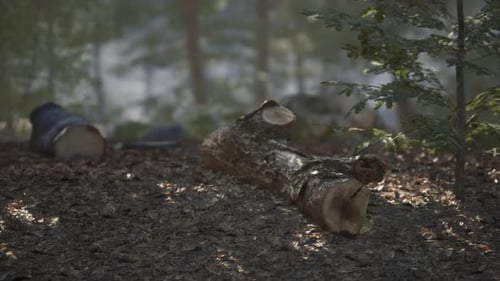 A Sunlight Dappled Forest Floor with Fallen Logs and Scattered Leaves in Autumn
