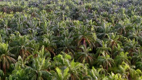 Lush green forest with palm trees