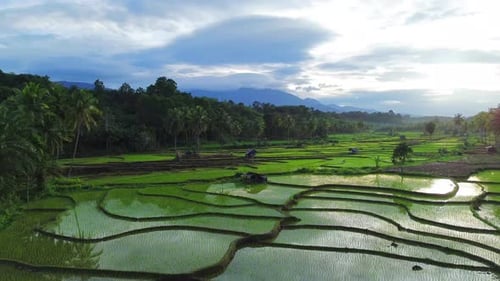 Beautiful morning view indonesia Panorama Landscape paddy fields with beauty color and sky natural