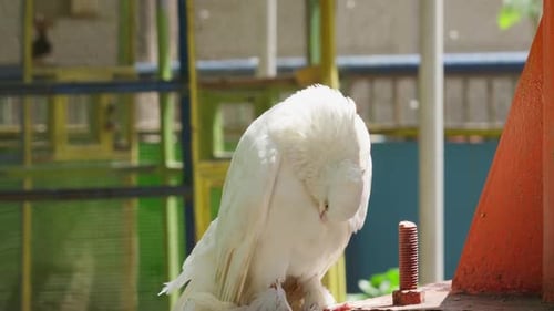 Paloma cola blanca acicalando plumas en su vientre. - primer plano