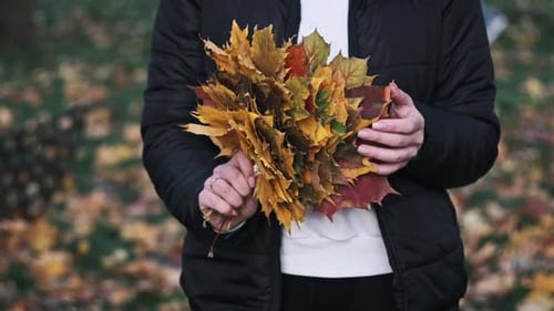 Young Woman Collecting Autumn Maple Leaves on the Lawn in the Park