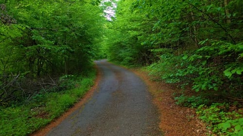 Road in deciduous forest in summer near to Sofia city