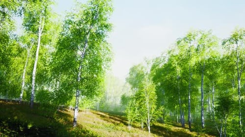 First Spring Greens in Birch Grove