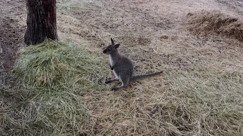 Kleines Känguru - das Sumpfwallaby (Wallabia bicolor) frisst in der Natur.
