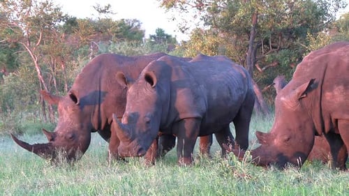Rhinocéros blanc paissant sur l'herbe verte en Afrique du Sud.