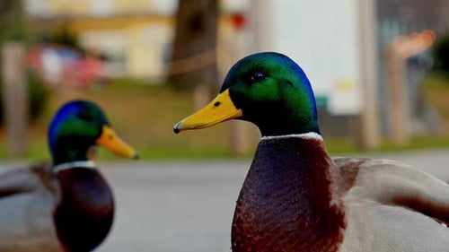 Close up 4K video of a duck looking in a camera and other ducks walking on a concrete ground in the