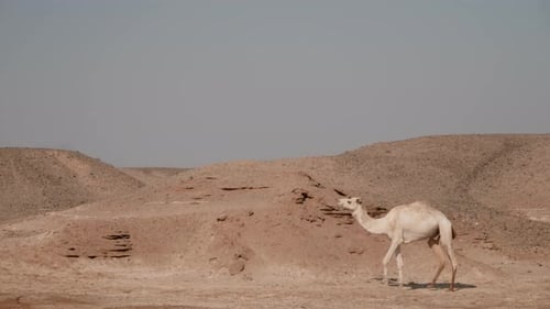 Camel In Desert