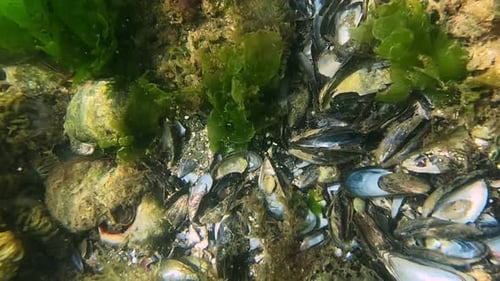 Seafloor with Mussels and Seaweed underwater