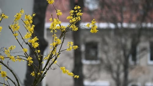 Yellow flowering bush in the city