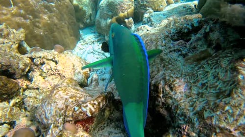 Die Unterwasserszene zeigt einen farbenfrohen Fisch, der zwischen üppigen Korallen im klaren blauen Wasser von schwimmt
