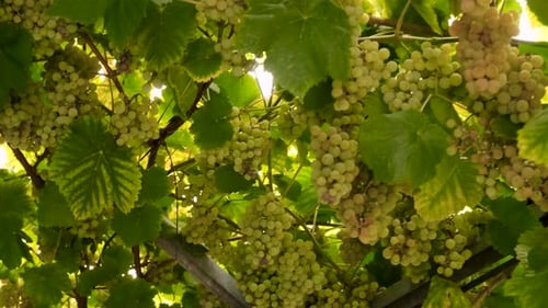 Trauben wachsen im Garten Selektiver Fokus