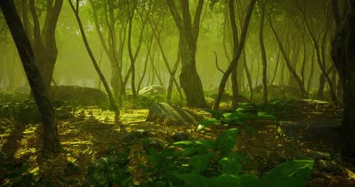 Lush Green Forest Filled with Trees and Rocks During Bright Daylight