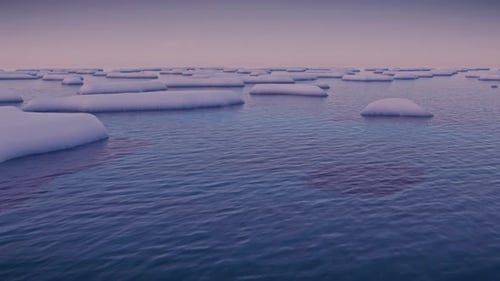 Arctic Animal Alone in Endless Ocean