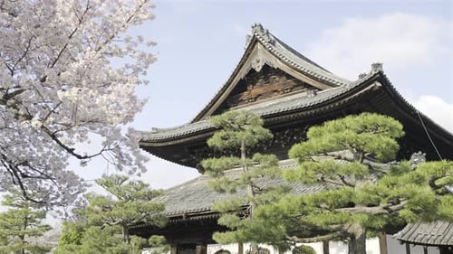 Stunning cherry blossoms trees blooming near historical architecture in Kyoto, Japan.