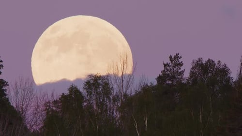 A full moon floats in a bank of cloud over a forest of tree tops