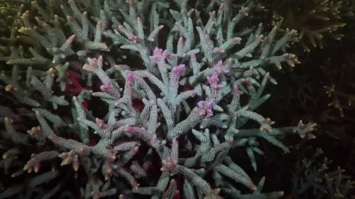 Beautiful Coral Reef Underwater Scene