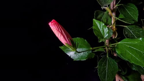 Pink hibiscus rosa sinensis blossom opening in night time lapse