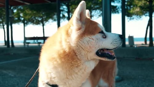 Akita Dog Standing near the Beach on Sunny Day