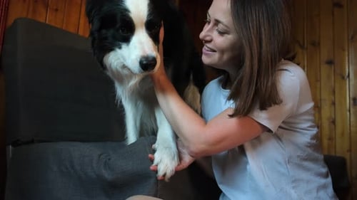 Lächelnde junge Frau streichelt und spielt mit süßem Hundewelpen Border Collie auf dem Couchsofa zu Hause drinnen